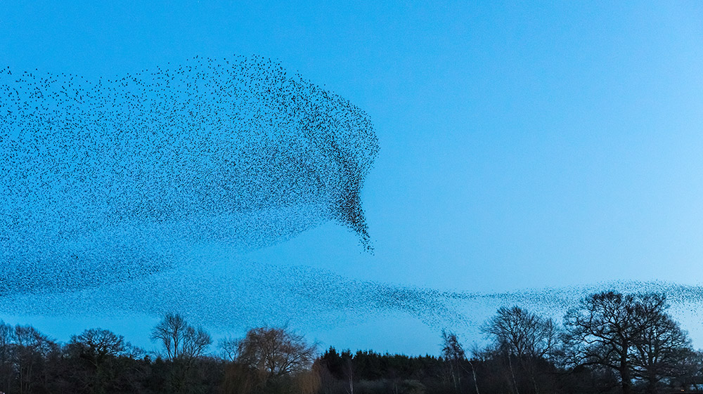 How to photograph starling murmurations