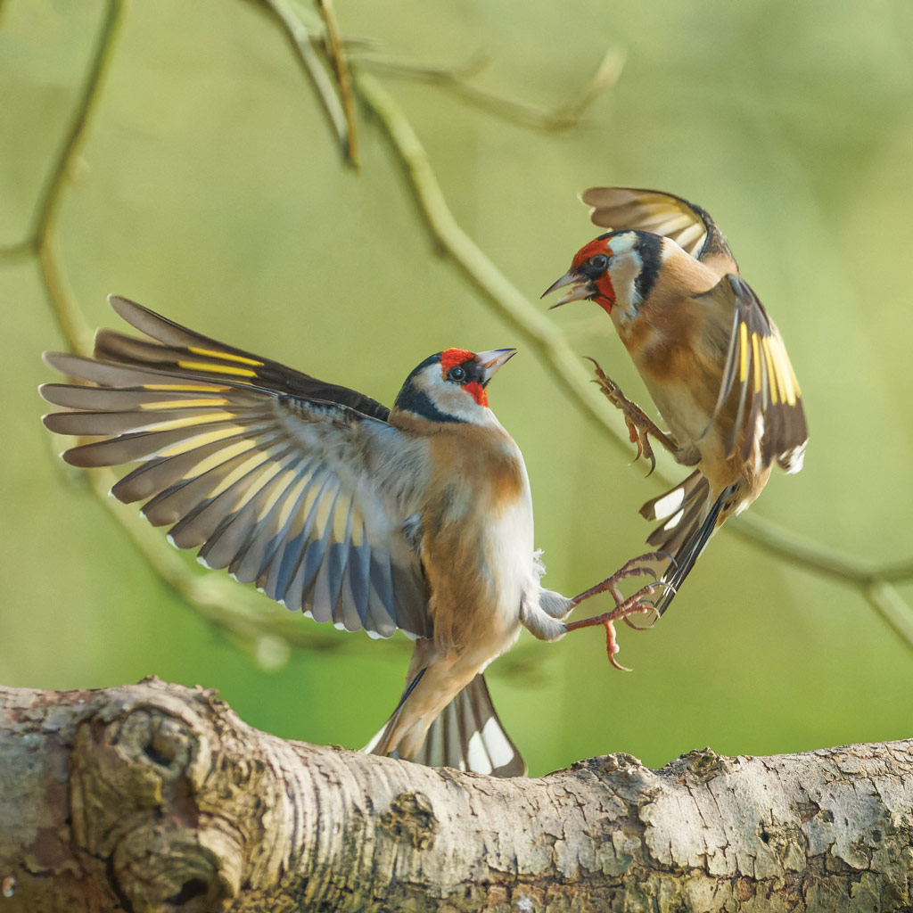 Fighting goldfinces, photo: Andrew Fusek Peters