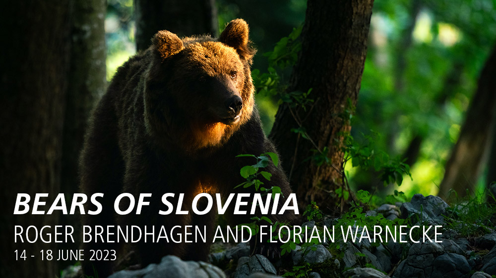 bears of slovenia photography holiday graphic