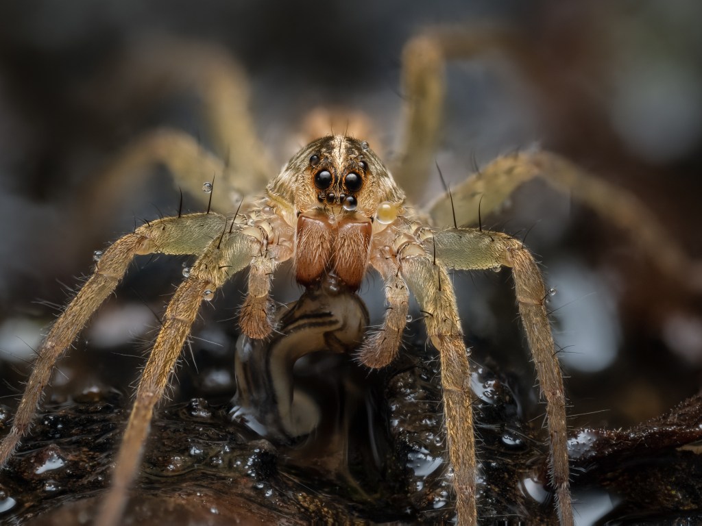 Sample photo provided by OM System, Chris McGinnis, Wolf Spider, Stacked with Helicon Focus, 1/100s, F5.0, ISO200