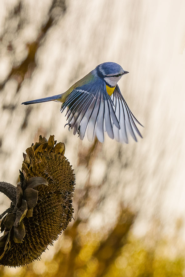 Blue tit taking flight from sunflower head