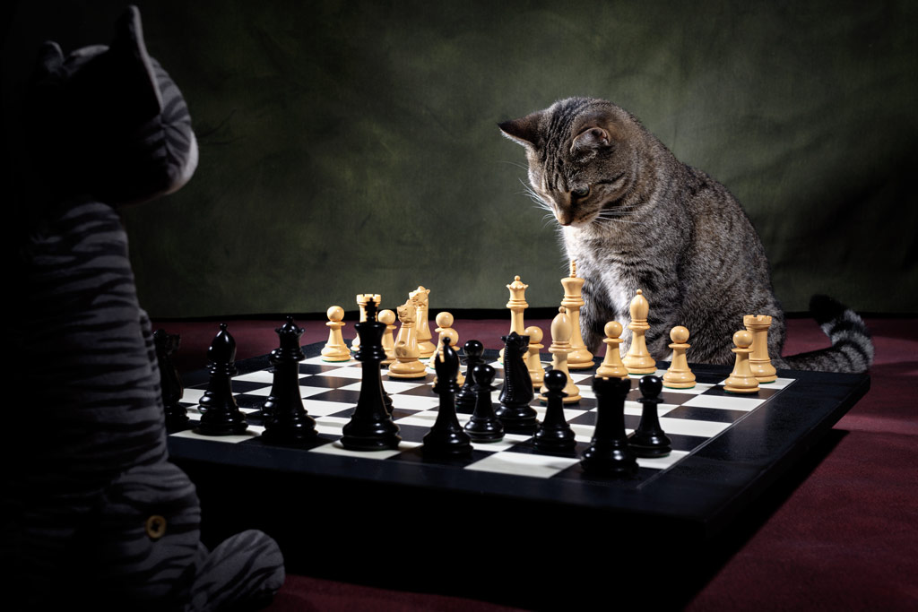 Jonathan Casey cat playing chess