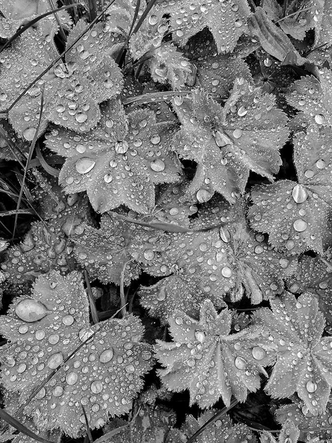 water droplets on leaves black and white smartphone photography