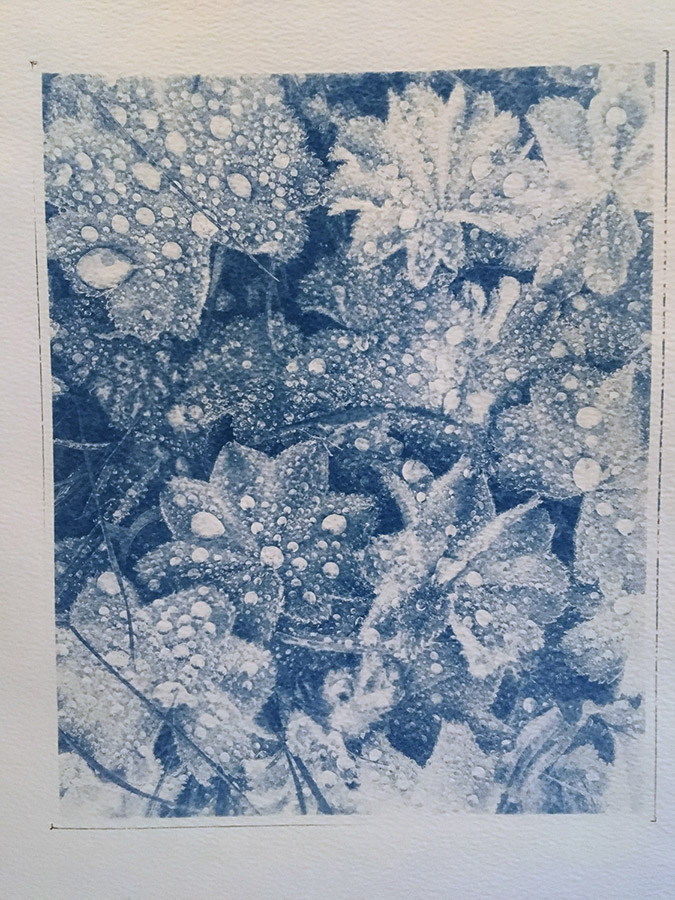 leaves with waterdroplets on printed cyanotype - ready for framing.