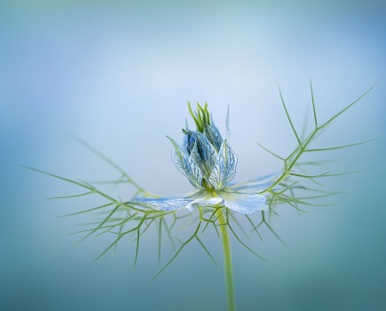 blue nigella flower against blue background