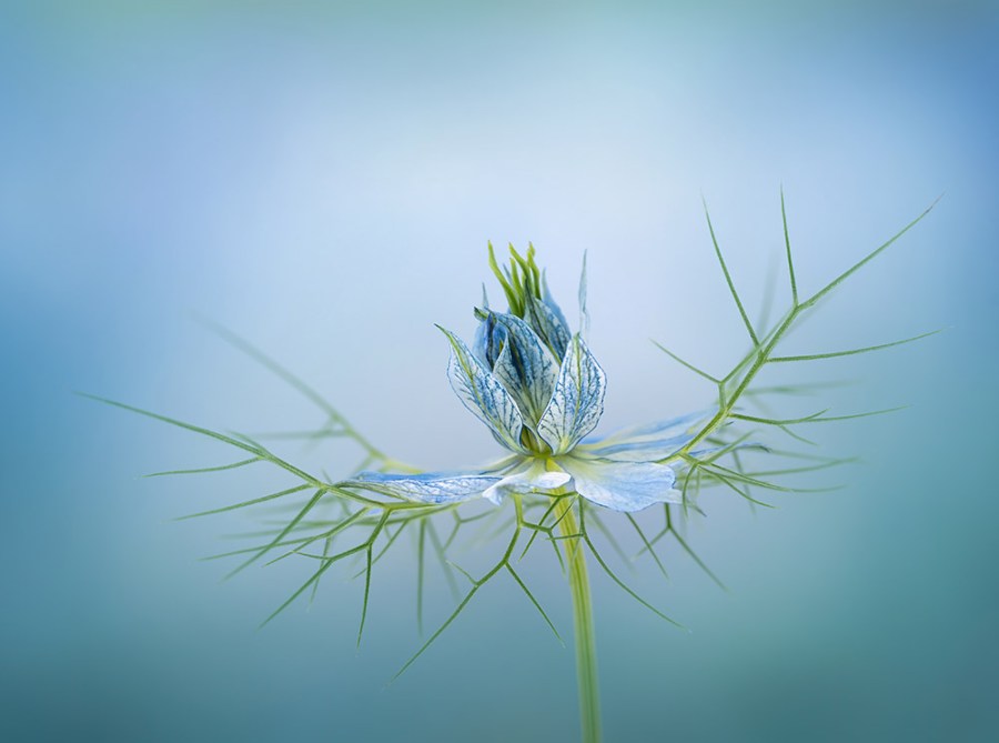 blue nigella flower against blue background