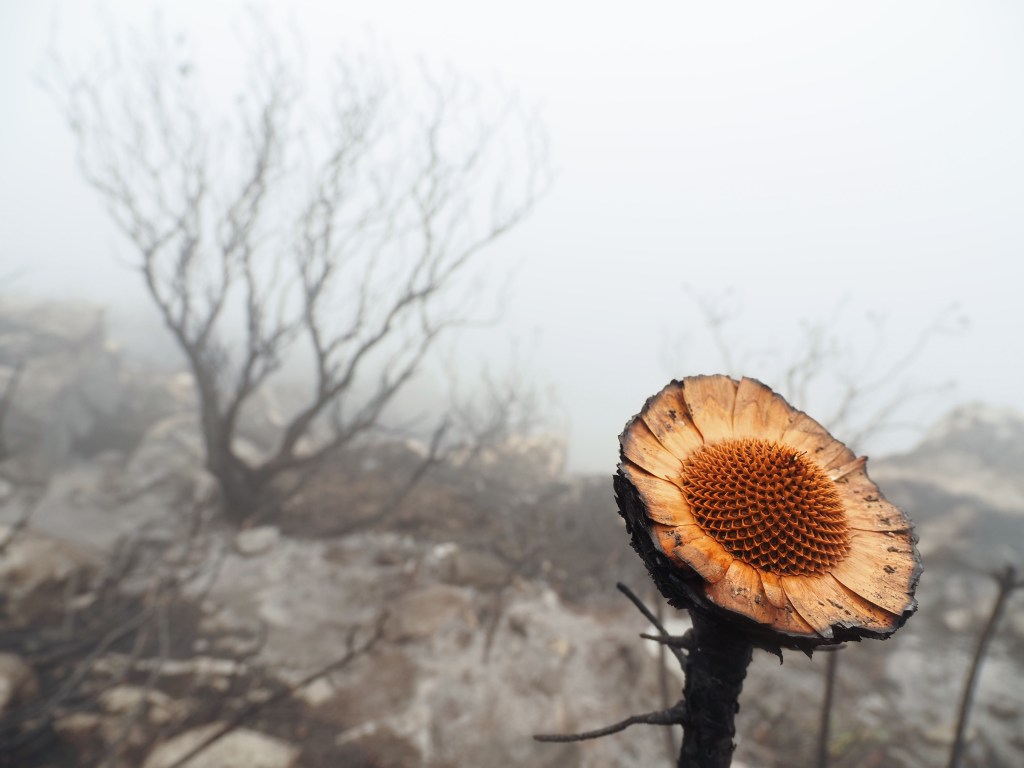 The charred flora on the upper slopes of Table Mountain after a fire a couple of weeks earlier, creating a dystopian landscape. OM-5, 12-45mm, 1/125sec F5.0 ISO 200. Image credit: Nigel Atherton
