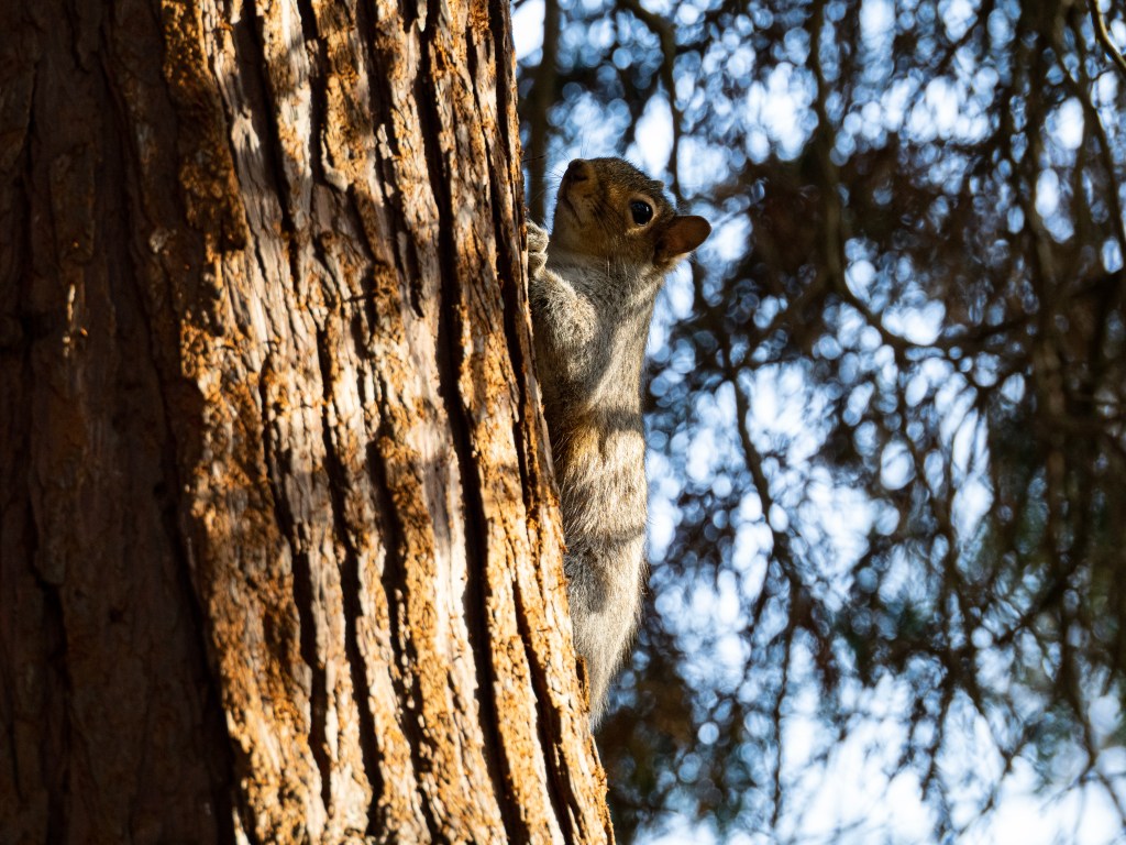 Squirrel, taken with the 90mm Macro and Olympus OM-1, 1/200s, f/5, ISO800. Photo: Amy Davies