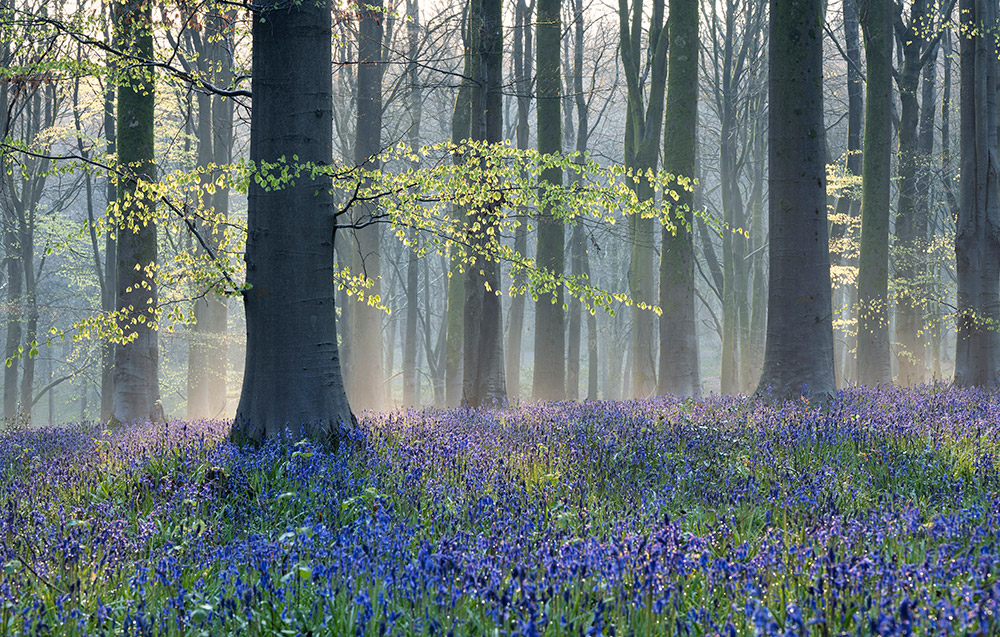 bluebells in the West Woods, Wiltshire. Finalist in IGPOTY 16