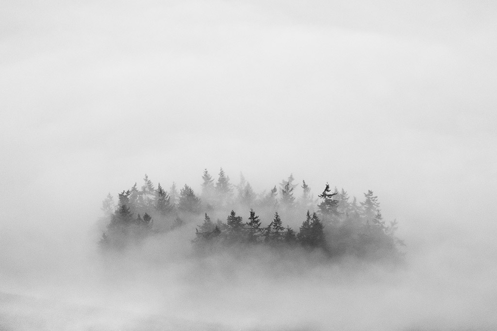 misty forest scene 