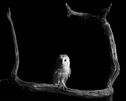 barn owl at night perched on a branch apoy 2023