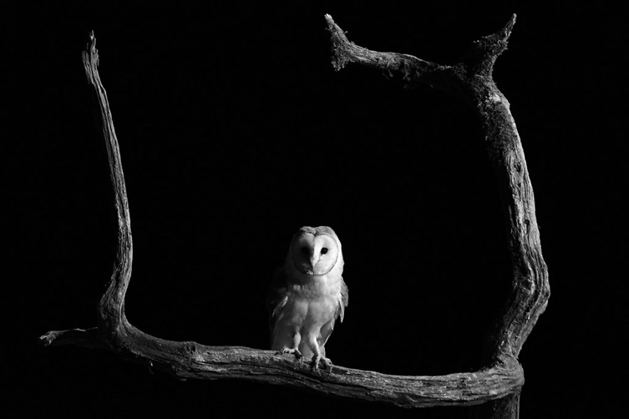 barn owl at night perched on a branch apoy 2023
