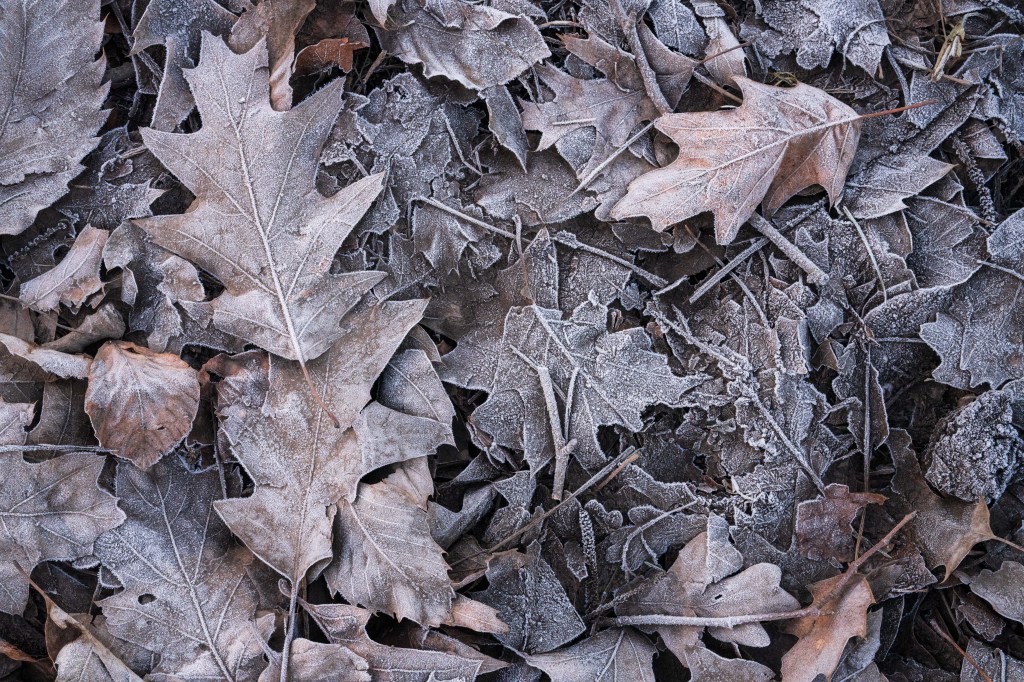 Sony FE 50mm F1.4 GM frosty leaves close-up