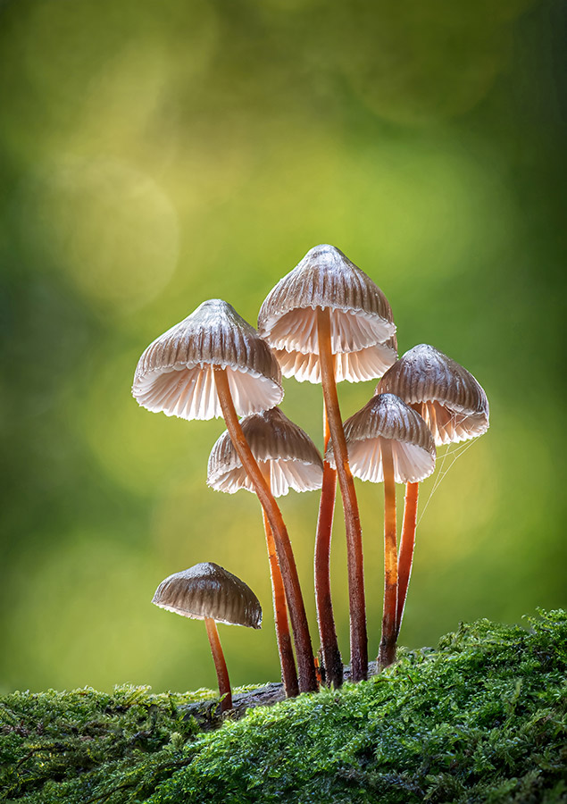 bonnet mushroom cluster