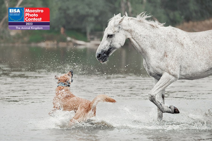 dog and white horse chansing through water