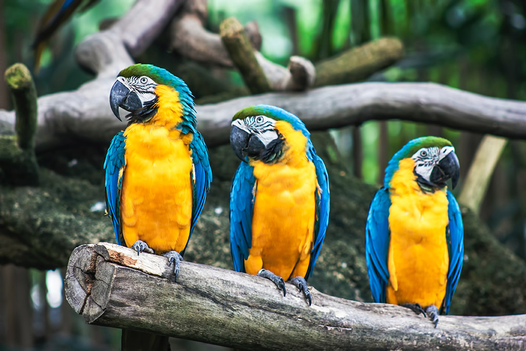 three blue and yellow coloured parrots on a perch