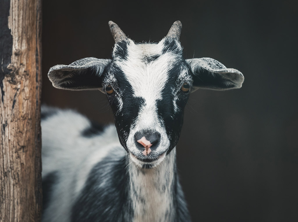 black and white goat portrait