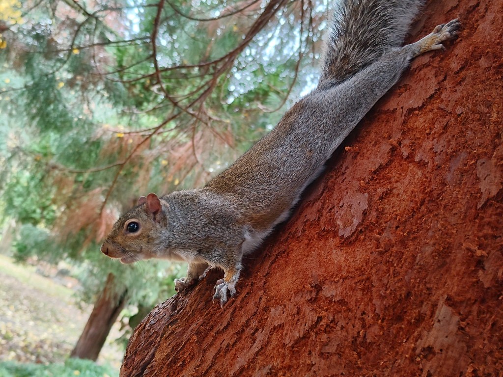 This photo took many attempts to get the focus right, despite the squirrel staying still. Photo: Joshua Waller