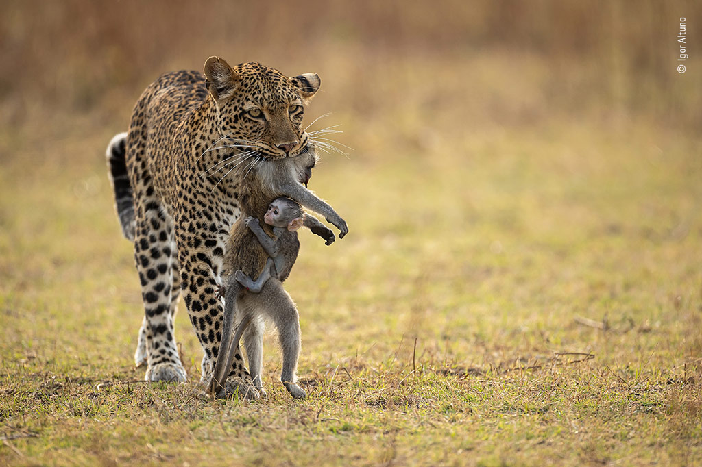 Wildlife Photographer of the Year People's Choice Award finalist Igor Altuna leopard carries dead monkey and baby