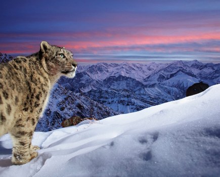 Wildlife Photographer of the Year People's Choice Award winner Sascha Fonseca photo of a snow leopard mountains of Ladakh in northern India.