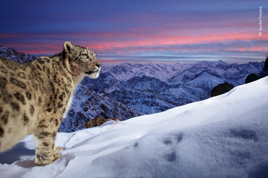 Wildlife Photographer of the Year People's Choice Award winner Sascha Fonseca photo of a snow leopard mountains of Ladakh in northern India.