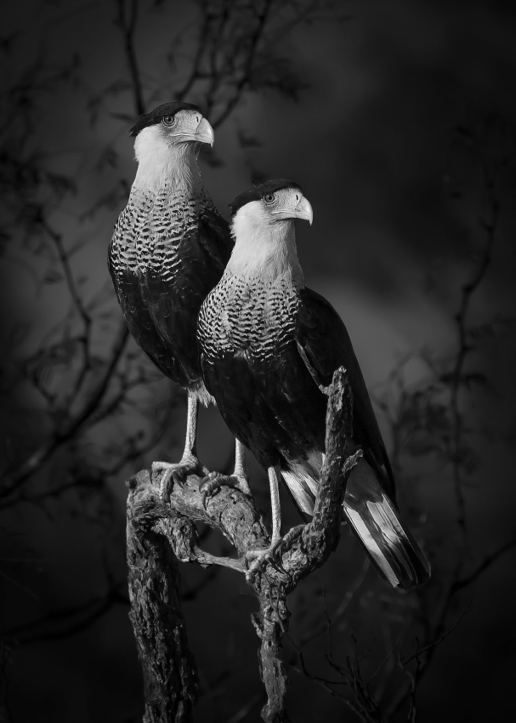 Dinorah Graue Obscura Sony World Photography Awards 2023 Open competition Natural world and wildlife winner