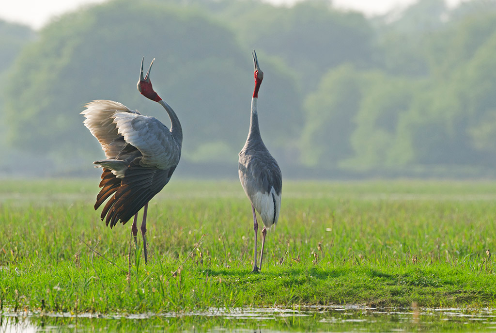 two displaying sarus cranes travel photography