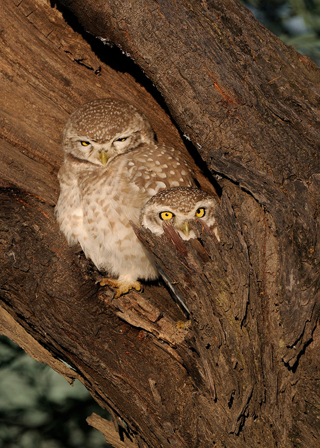 spotted owlets photographed at Bharatpur