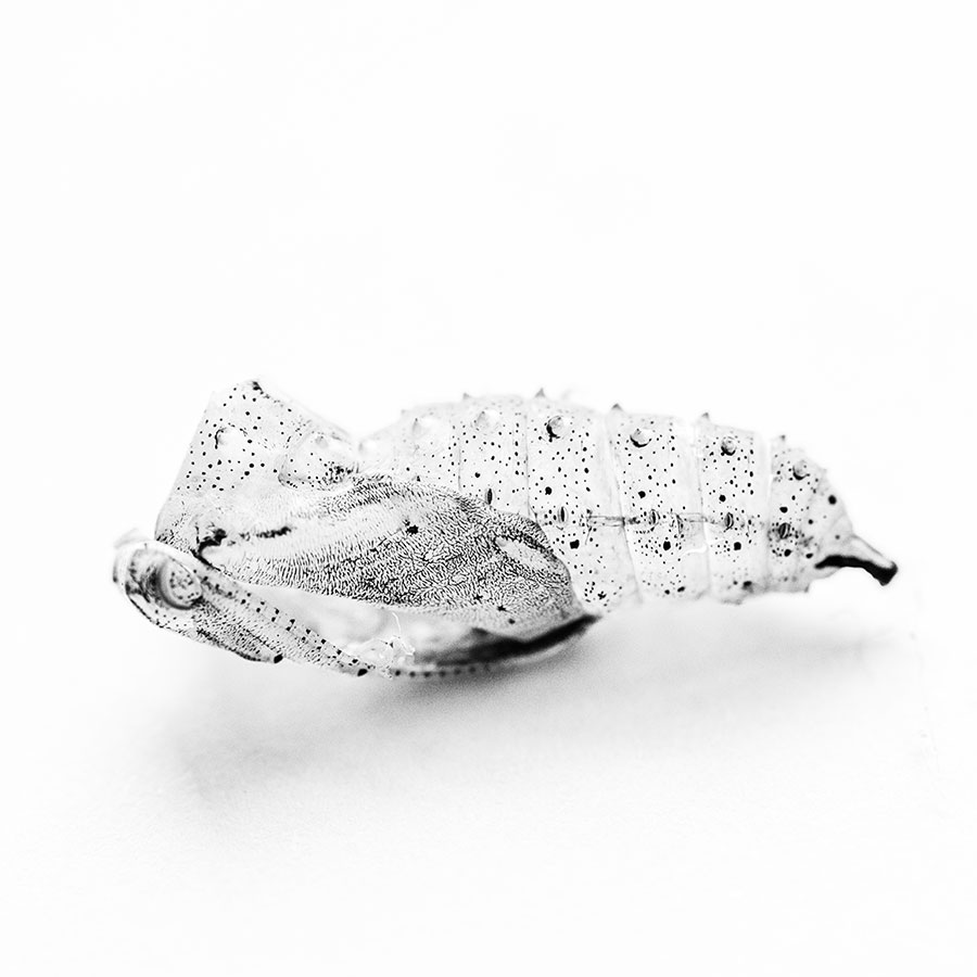 A hatched butterfly cocoon makes the perfect abstract shot