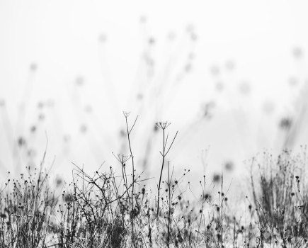 A winter meadow. Taken on a misty winter morning last January. //Shot details: f/2.8, 1/500 sec, ISO 100 black and white fine art photography