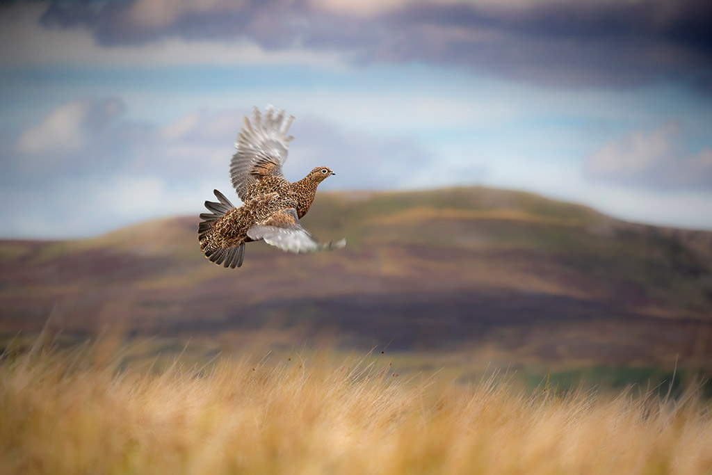 red grouse in flight