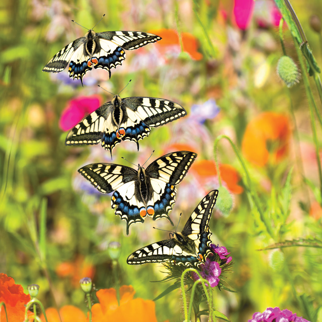 Swallowtail flight sequence