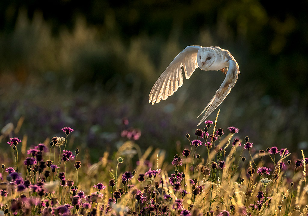 barn owl in flight at golden hour