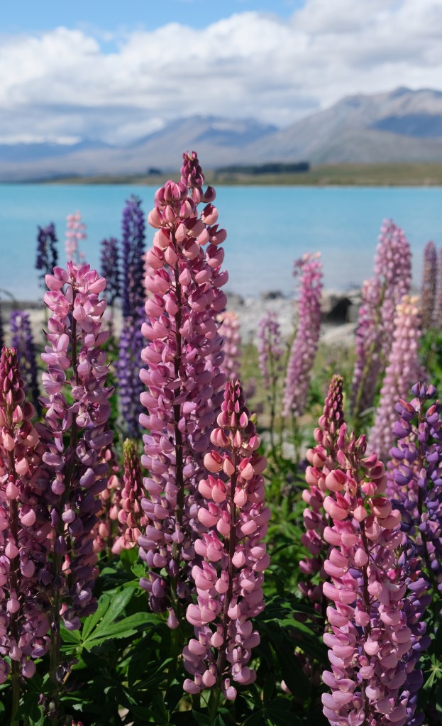 Lupins at Lake Tekapo. A beautiful plant that is considered a weed in the country Fujifilm X-S10, Fujifilm 16-80mm F4 R OIS WR, 1/1400sec at f/6.4, ISO 320. 
