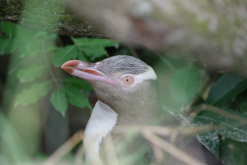Yellow-Eyed Penguin, one of the world’s rarest penguins, a fast, silent shutter as well as, accurate focus was necessary to achieve this shotFujifilm X-S10, Fujifilm XF 70-300mm F4-5.6 R LM OIS WR, 1/900sec at f/5.6, ISO 3200. 