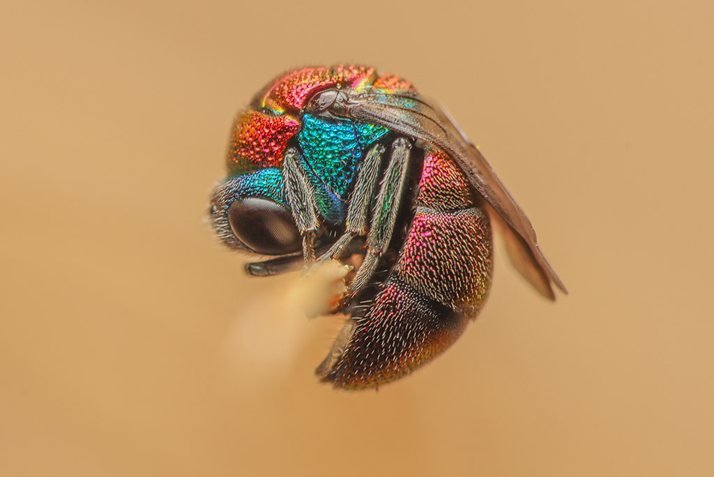 coloured fly curled up 