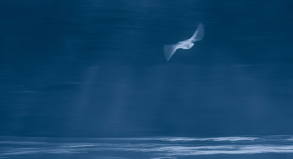 blurred bird in flight