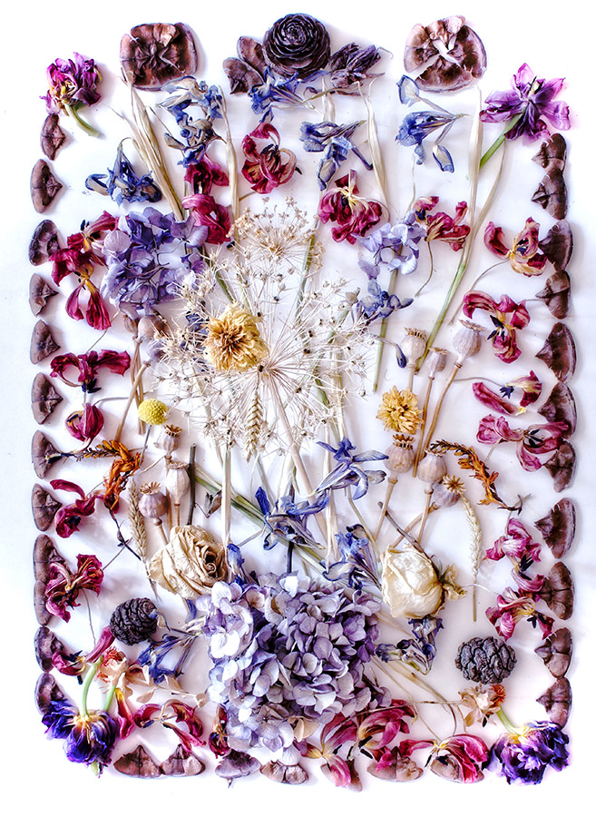 flower flatlay by sheclicks member Kiran Verma Oram