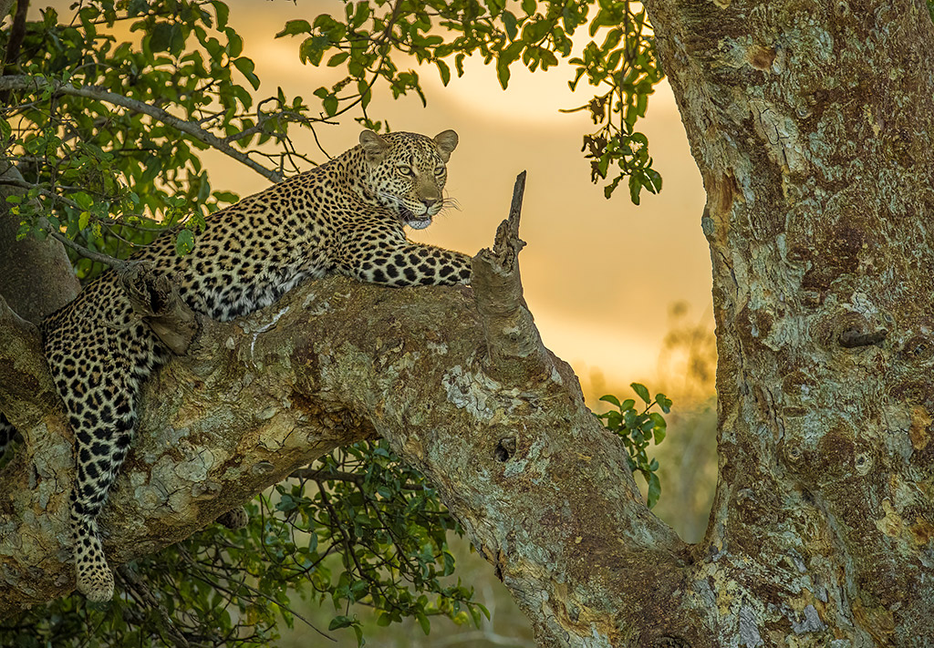 leopard lying in a tree wildlife travel photography