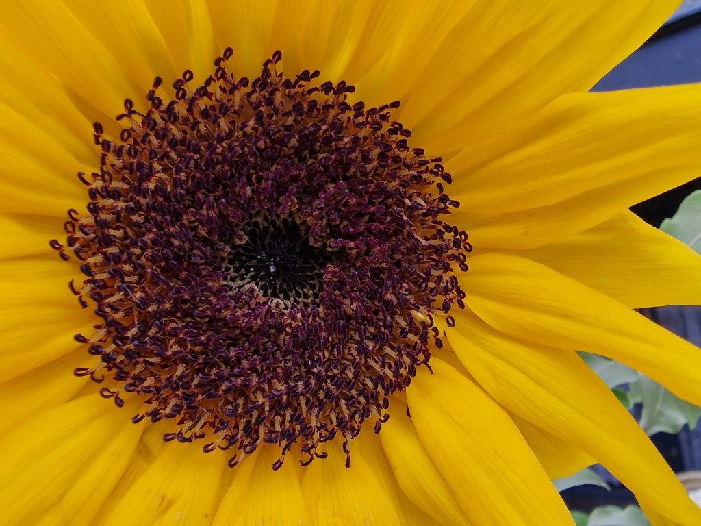 Samsung S22 Ultra Macro mode close-up photo of a sunflower
