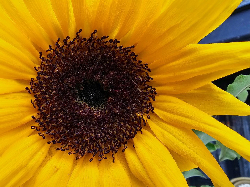 Samsung S23 Ultra Macro mode close-up photo of a sunflower