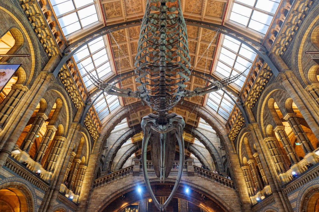 Panasonic Lumix S5II IBIS wideangle sample image, London, Natural History Museum main hall with a dinosaur skeleton hanging from the ceiling.