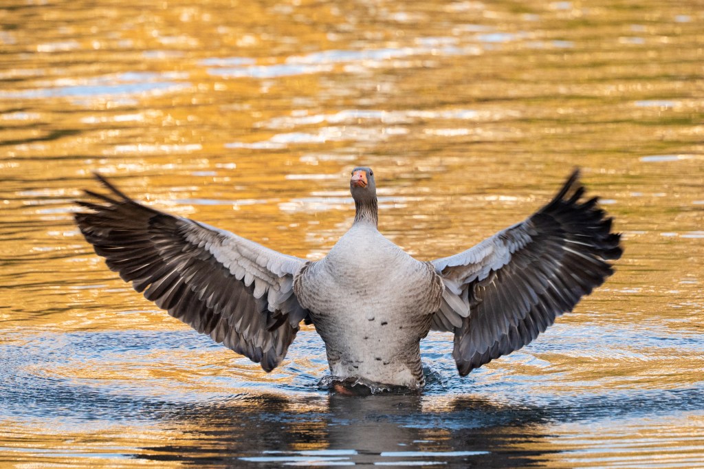 Panasonic Lumix S5II sample image, a grey goose landing on the water its wings spread out.
