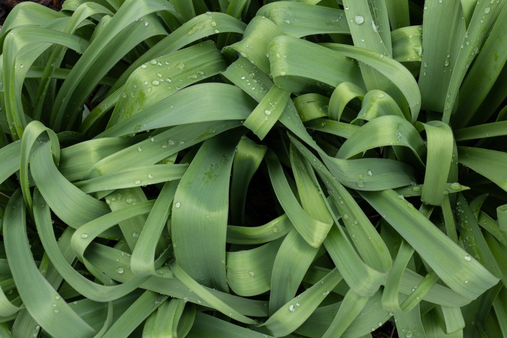 Panasonic Lumix S5 II Close up of green foliage with waterdrops