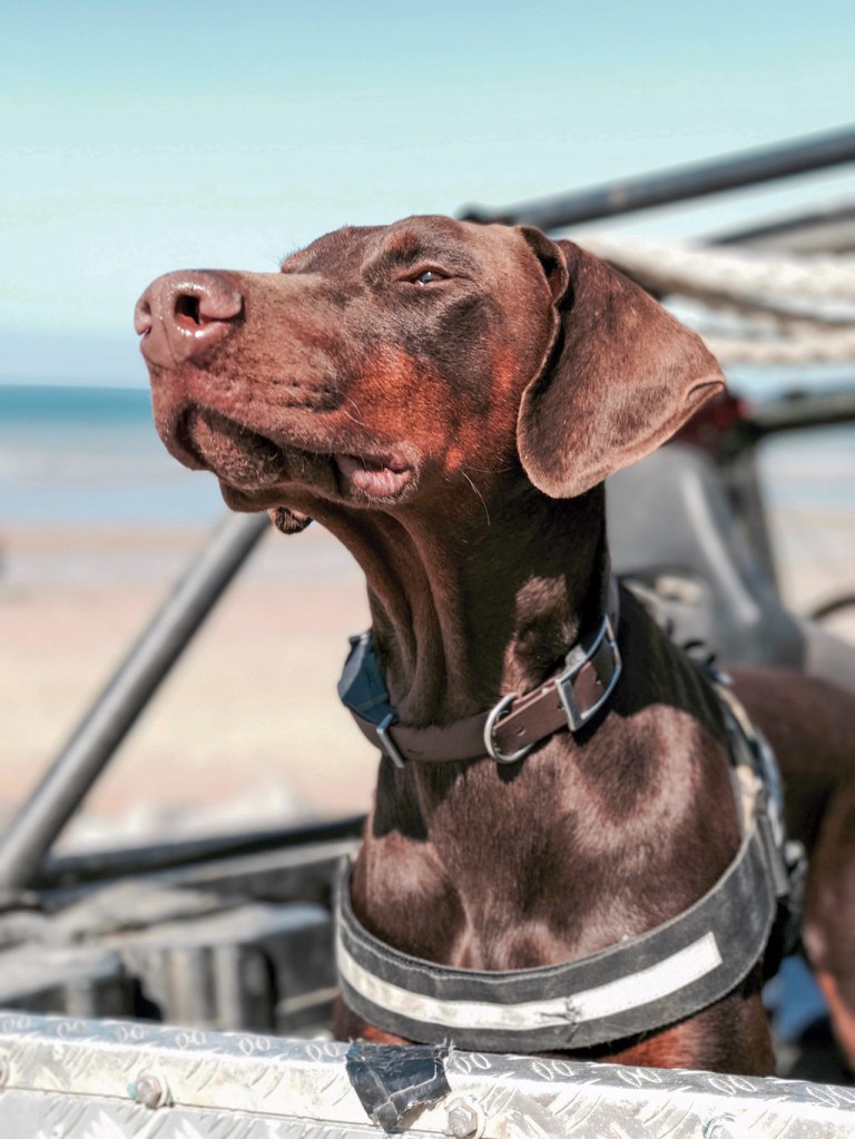 A dog enjoys the fresh air looking up with its eyes closed. How to take great travel photos with a smartphone Piers Golden 