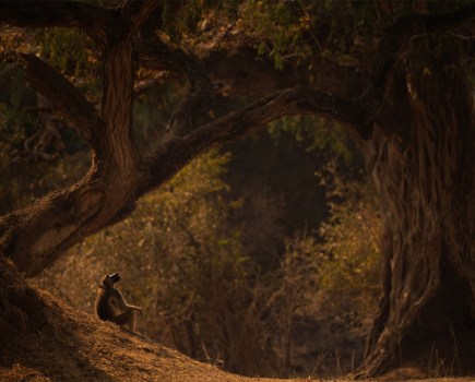 lonely baboon in "Blue Forest" zoom photo tours photo of the year 2022
