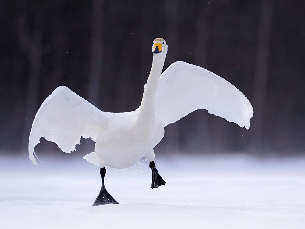 swan mid run wildlife travel photography