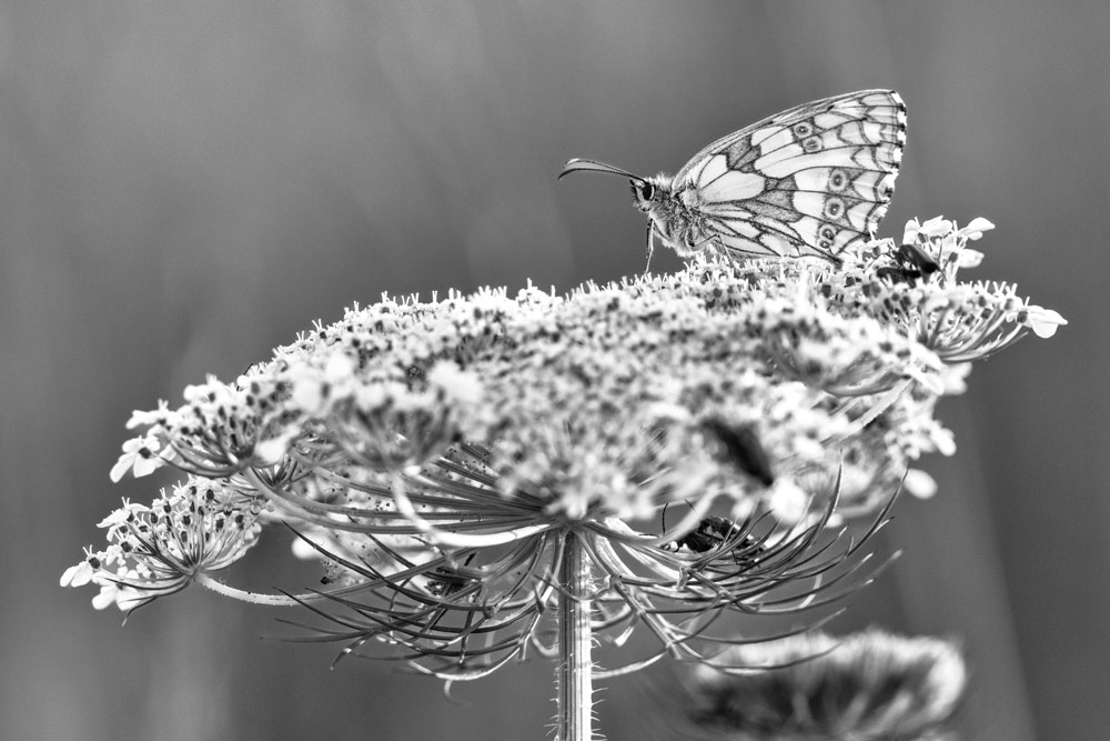 black and white patterned butterfly on a plant