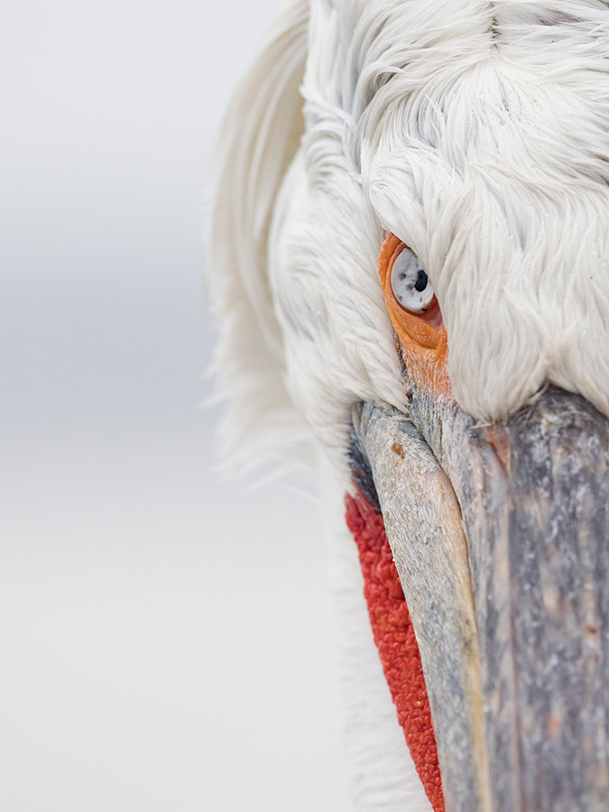 travel wildlife photography close up of a bird with large beak