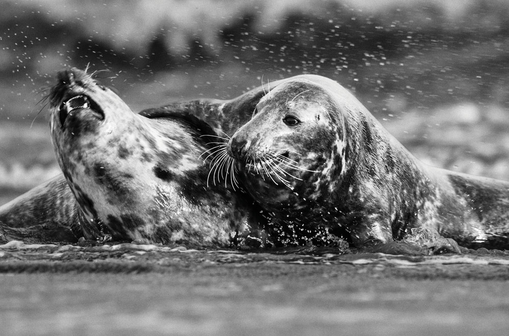black and white works really for nature too. Bold sidelighting brought out the texture in the seals’ fur. 